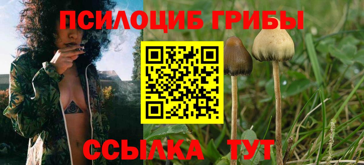 Ульяновск  Псилоцибиновые грибы Cubensis  Вход с VPN  Псилоцибиновые грибы Psilocybe 